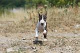 BULL TERRIER 076